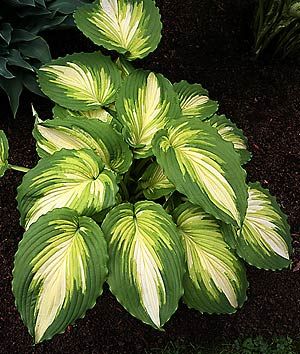 some green and white plants in the dirt