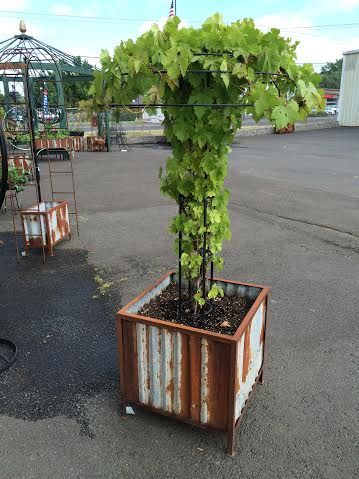 a potted plant with green leaves in it sitting on the side of a road