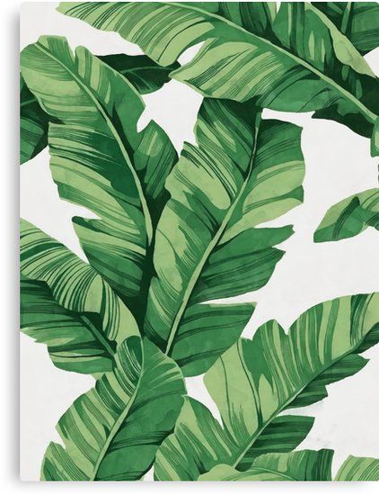 a large green leafy plant on a white wallpapered background with lots of leaves