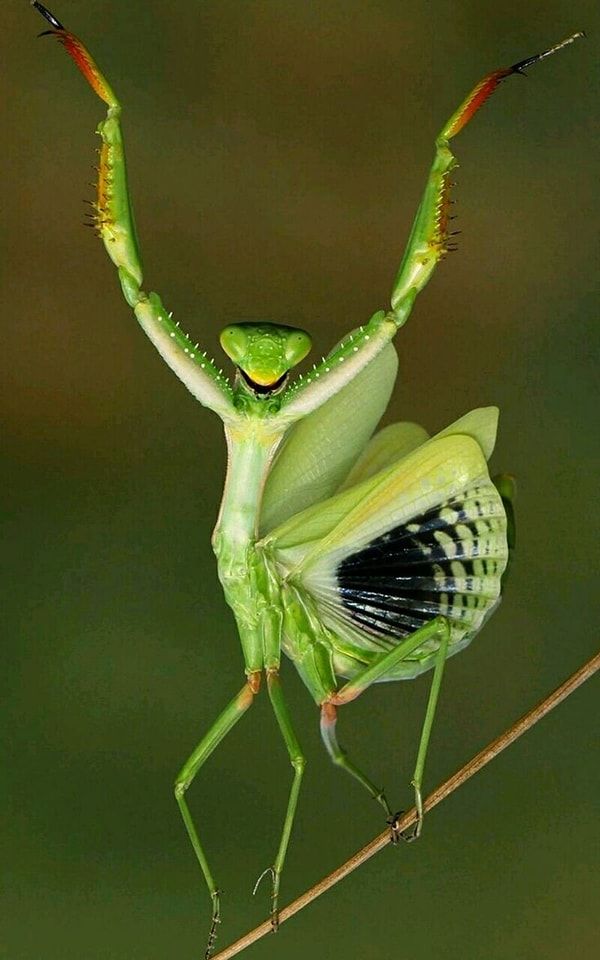 a close up of a grasshopper on a stick with its arms outstretched in the air