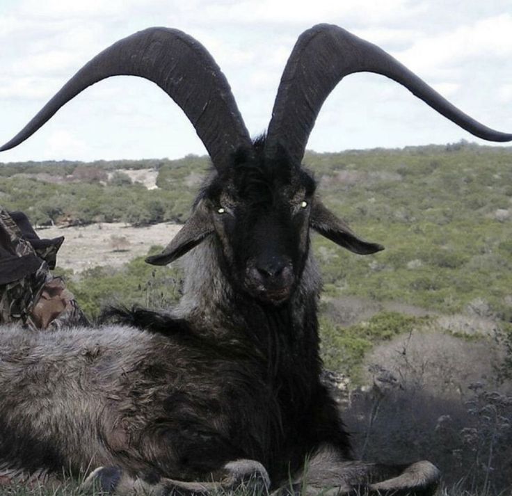 an animal with large horns laying on the ground next to another animal in a field