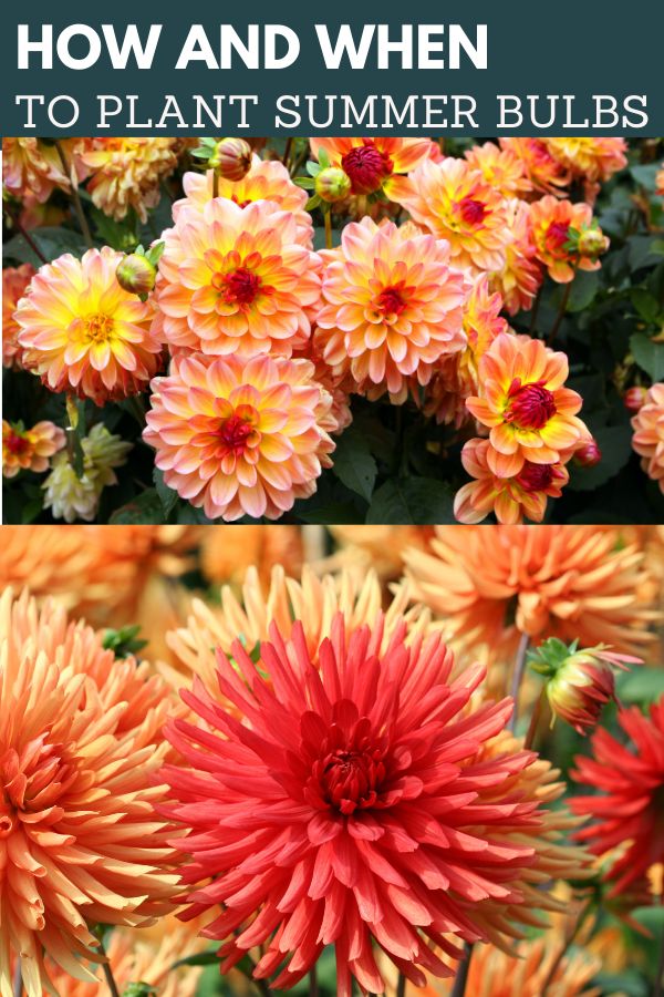 different types of flowers with text overlay that says how and when to plant summer bulbs