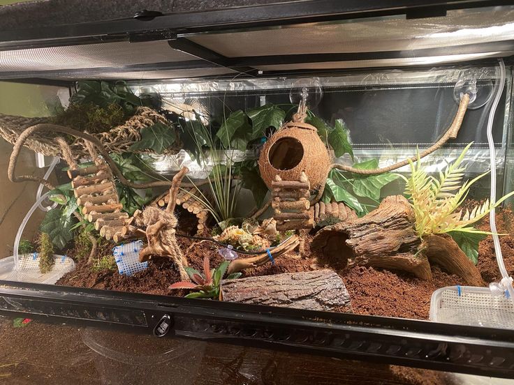 a fish tank filled with plants and rocks