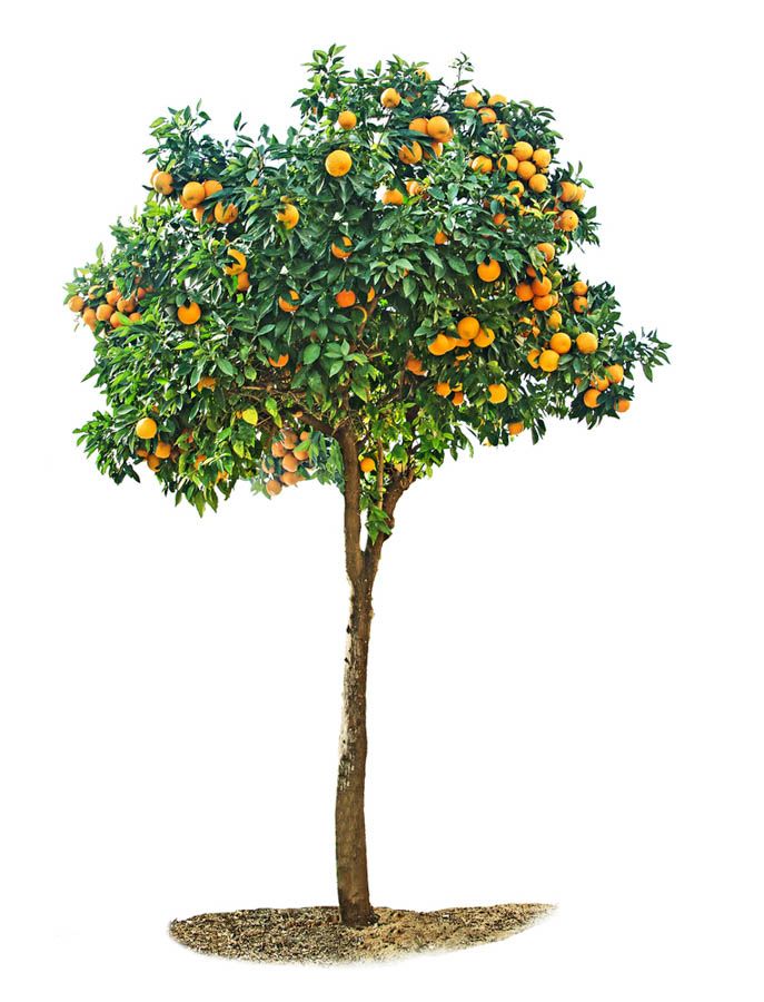 an orange tree with lots of fruit growing on it's branches, in front of a white background