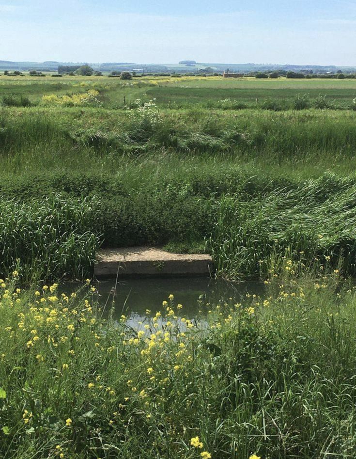 there is a bench sitting in the middle of some tall grass and yellow wildflowers