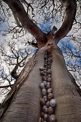 a very tall tree with lots of leaves on it's trunk and the sky in the background