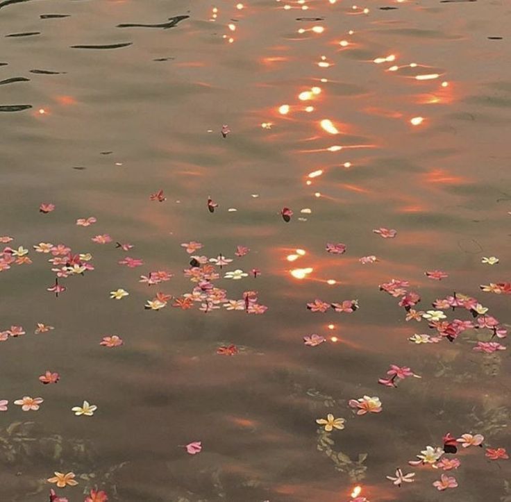 flowers floating on the water at sunset