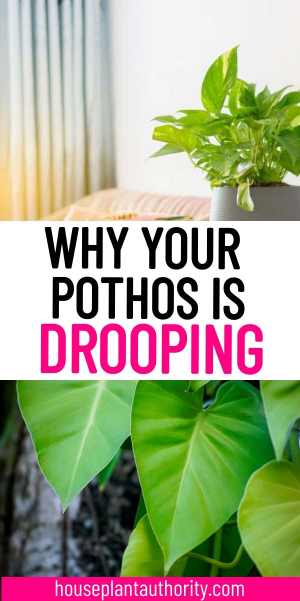 a potted plant with the words why your pothos is dropping