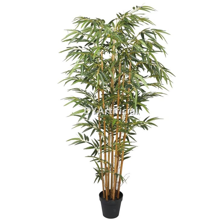 a tall bamboo plant in a black pot