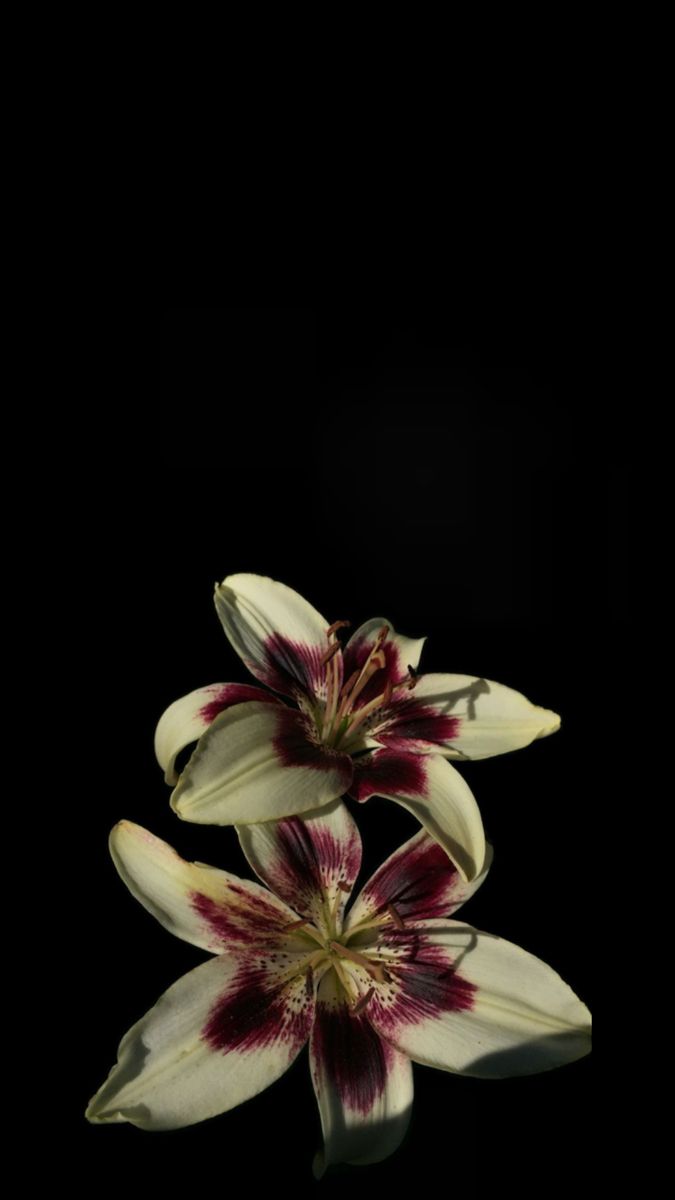 three white and red flowers are in the dark