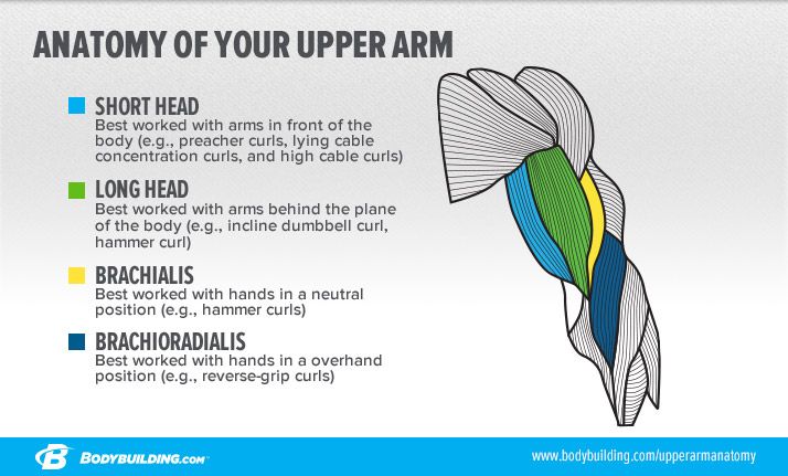 the anatomy of your upper arm