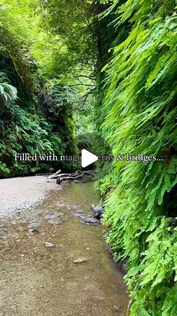 a stream running through a forest filled with lots of green trees and bushes on either side of it