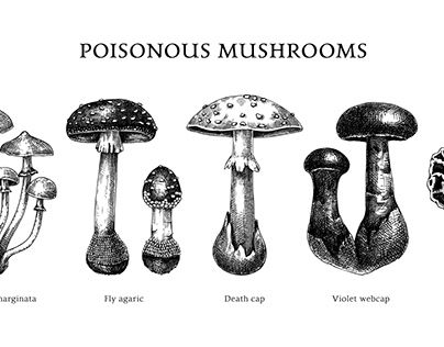 the different types of mushrooms are shown in black and white