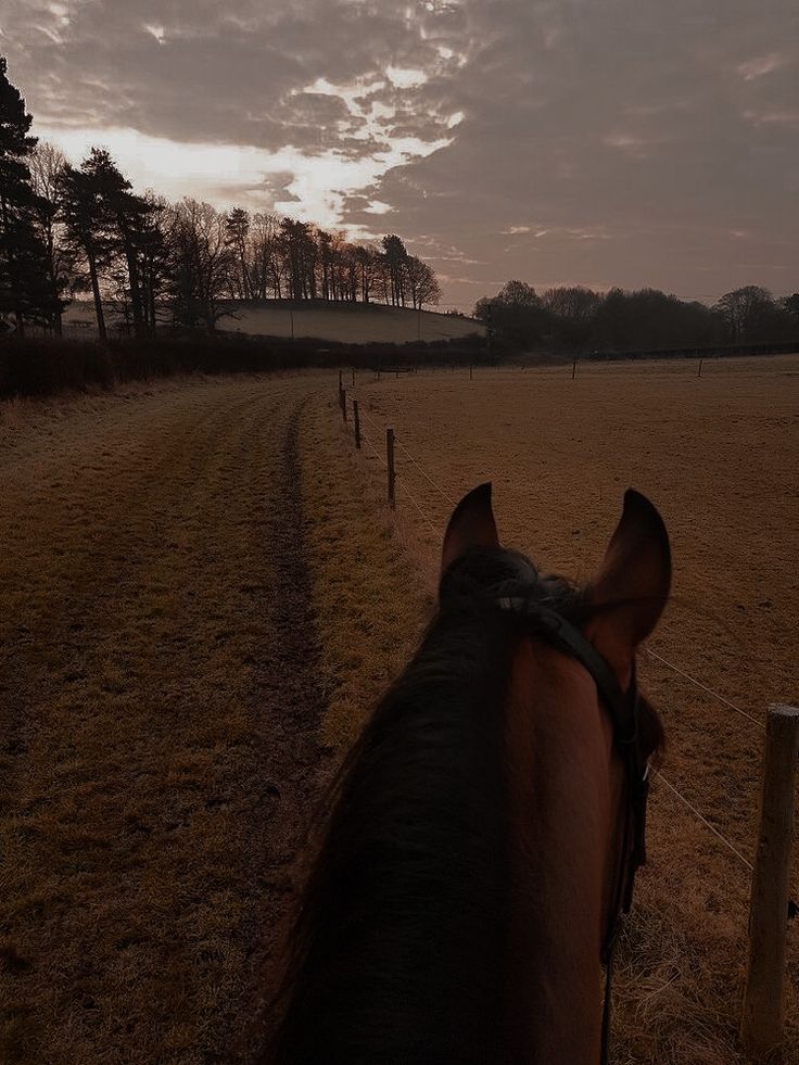 a horse is standing in the middle of a field at sunset with trees behind it