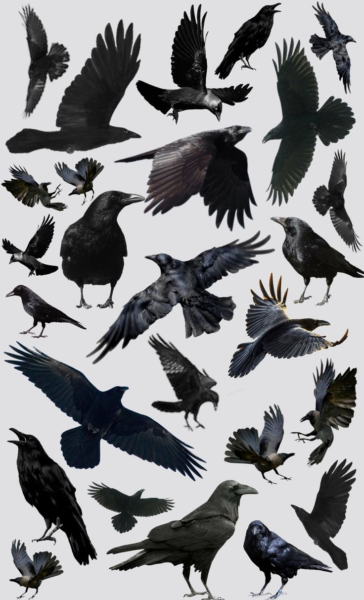 a bunch of birds that are flying in the air