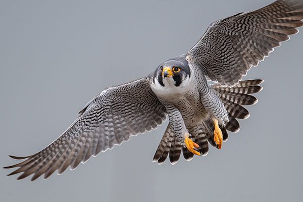 a large bird flying through the air with it's wings spread wide and yellow feet