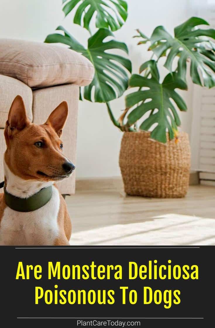 a brown and white dog sitting on top of a floor next to a plant in a pot