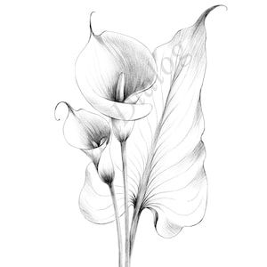 a black and white drawing of two flowers