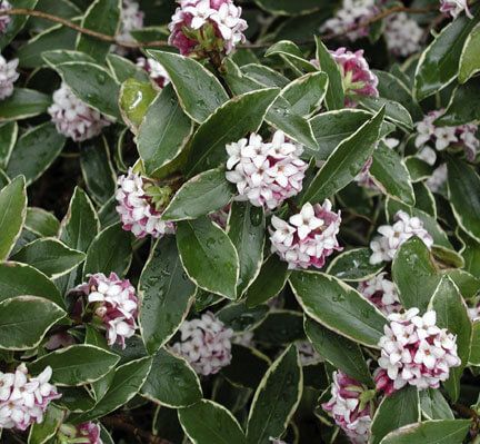 small white and red flowers on green leaves