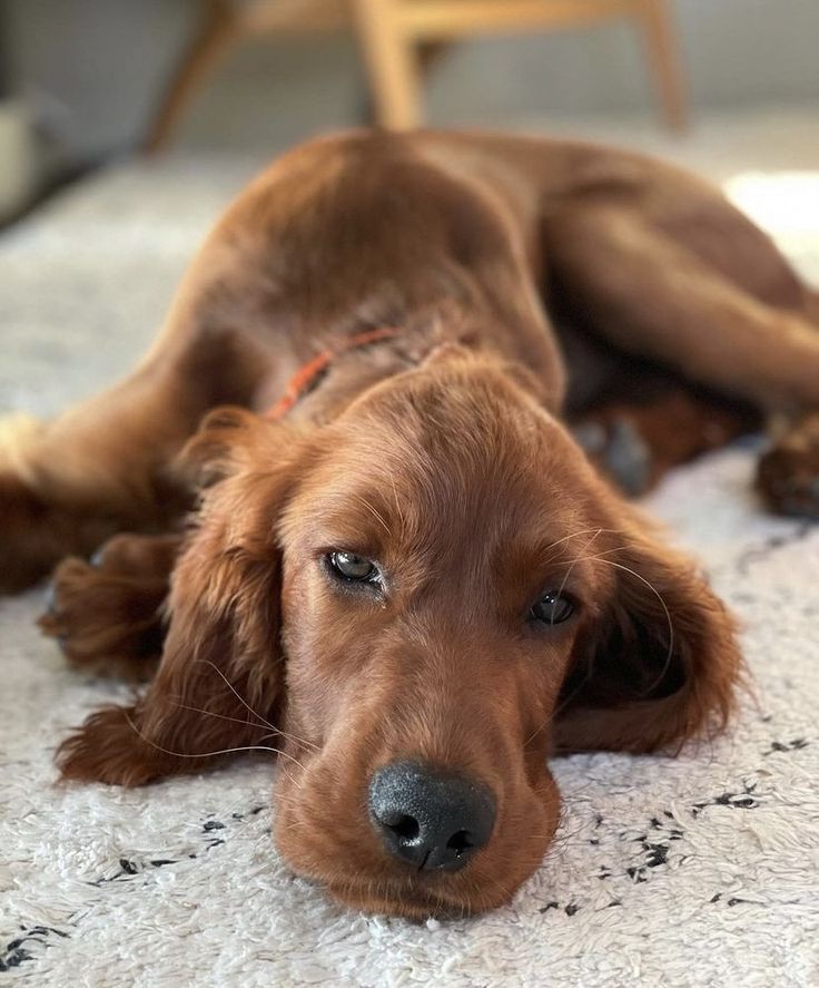 a brown dog laying on top of a white rug