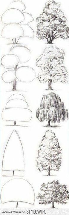 the different types of trees and their shapes are shown in this drawing lesson for kids