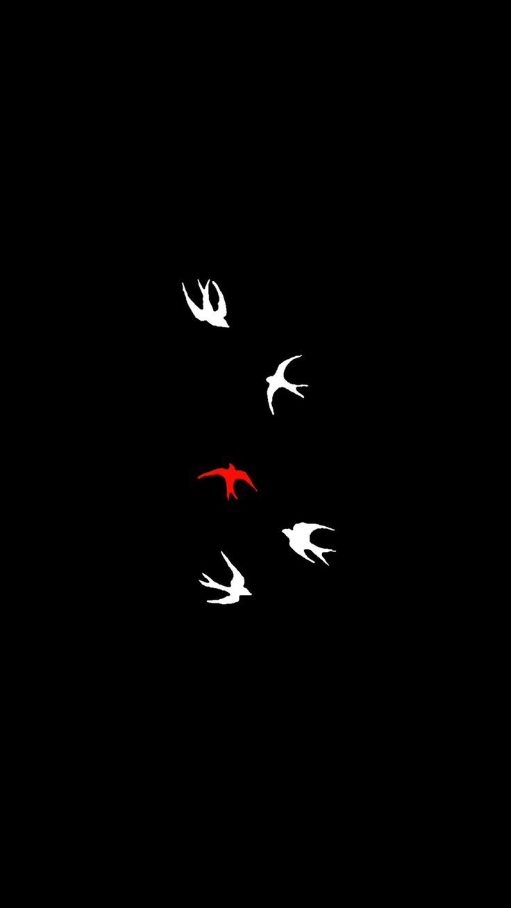 two birds flying in the dark with red and white feathers on their face, one bird is looking at the camera