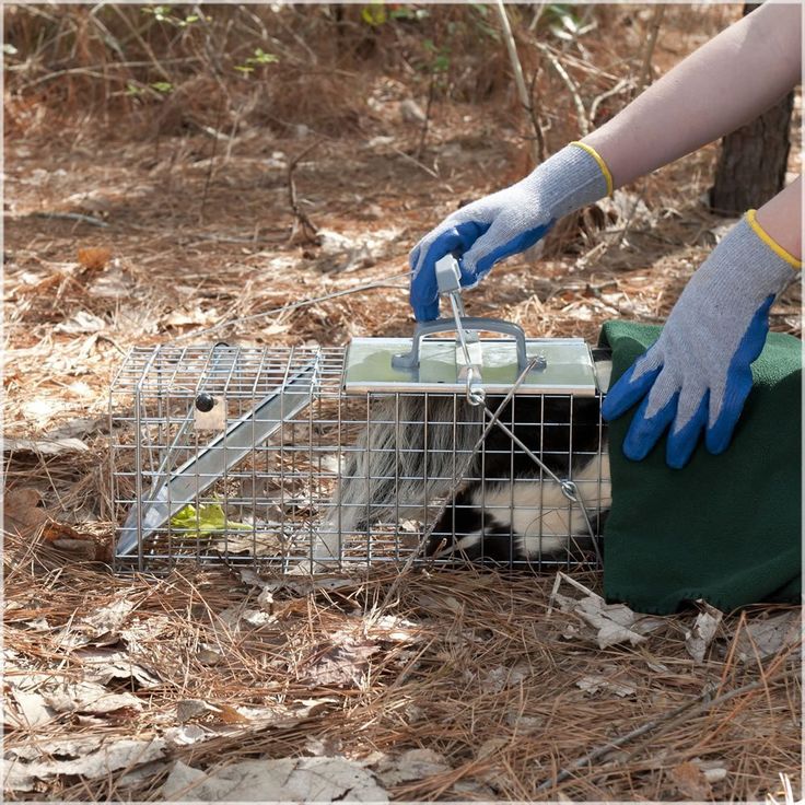 a person in blue gloves is reaching into a cage with a small animal inside it