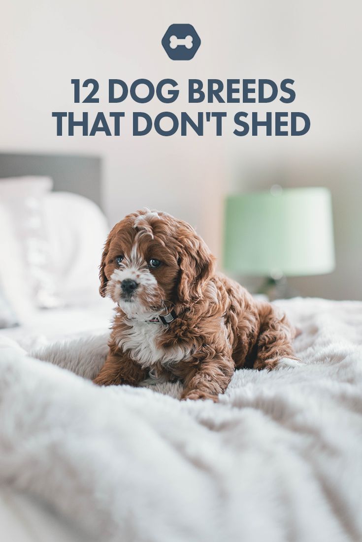 a brown and white dog laying on top of a bed with the words 12 dog breeds that don't shed