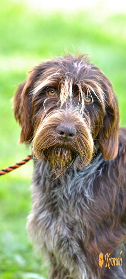 a brown and black dog standing on top of a lush green field