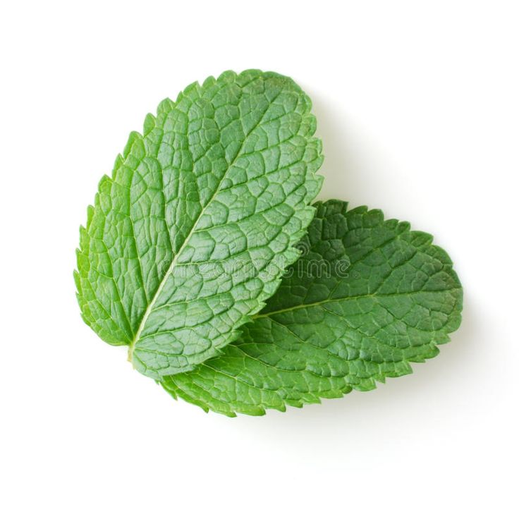 two fresh mint leaves on a white background royalty images and clippings are included in this image