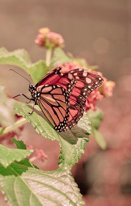 a red and black butterfly sitting on top of a green leafy plant with pink flowers