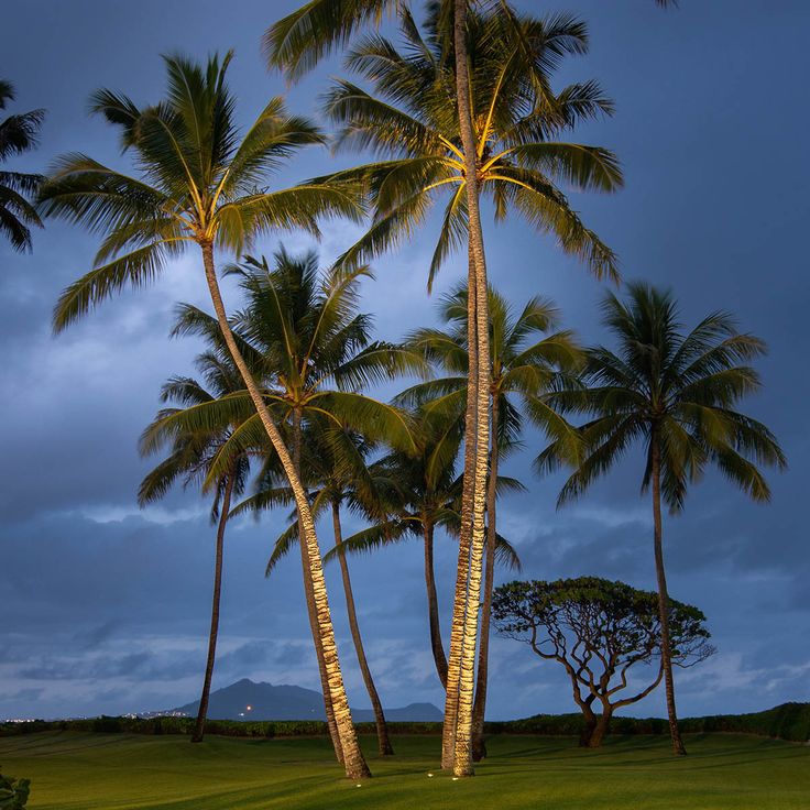 the palm trees are lit up at night