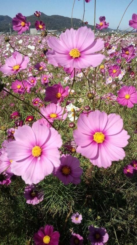 many pink flowers are growing in the grass