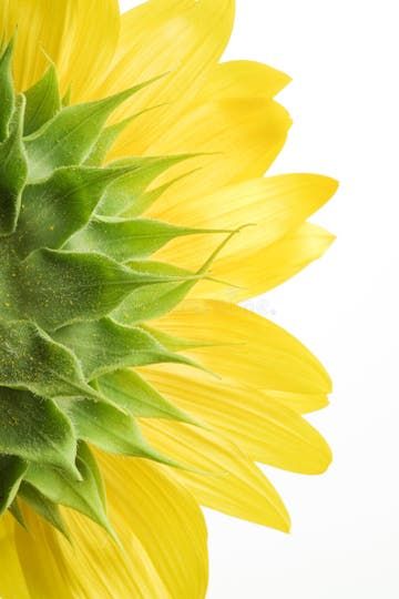 a large yellow sunflower with green leaves on it's back end and center