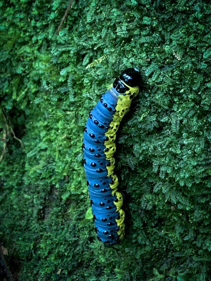 a blue and yellow caterpillar hanging from the side of a green plant wall