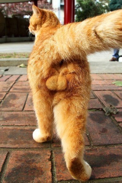 an orange cat standing on its hind legs