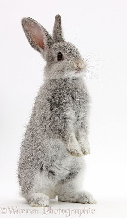 a gray rabbit sitting on its hind legs