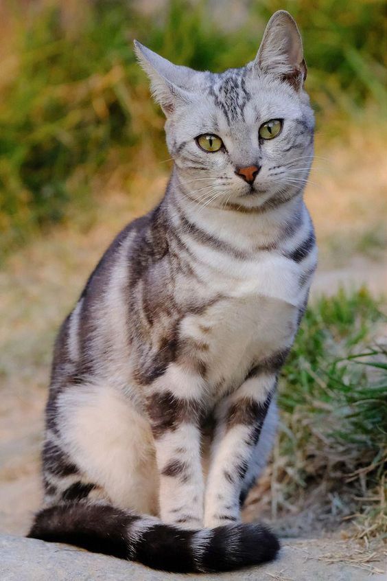 a gray and white cat sitting on the ground