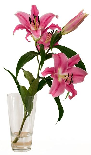 pink flowers in a clear glass vase on a white surface with water and green leaves