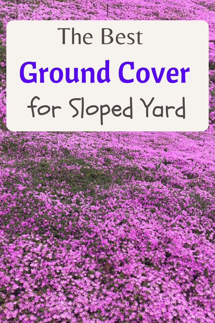 ground cover for sloped yard Hillside Rock Landscaping, Landscape Ideas For Sloped Front Yard, Landscaping Side Of House Slope, Hillside Ground Cover Ideas, Fast Growing Ground Cover For Slopes, Drought Resistant Ground Cover, Aubrieta Ground Cover, Flower Bed On A Hill Sloped Yard, Landscaping A Sloped Backyard