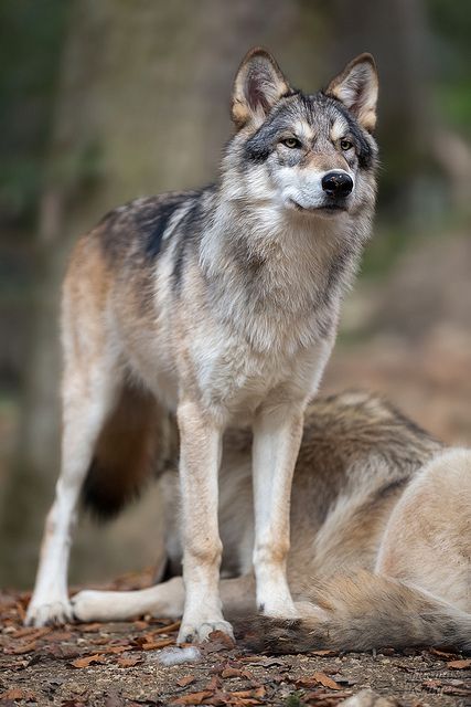 a wolf standing on top of a pile of leaves next to another animal in the woods