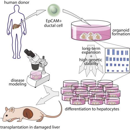 a diagram showing the effects of human and animal cells