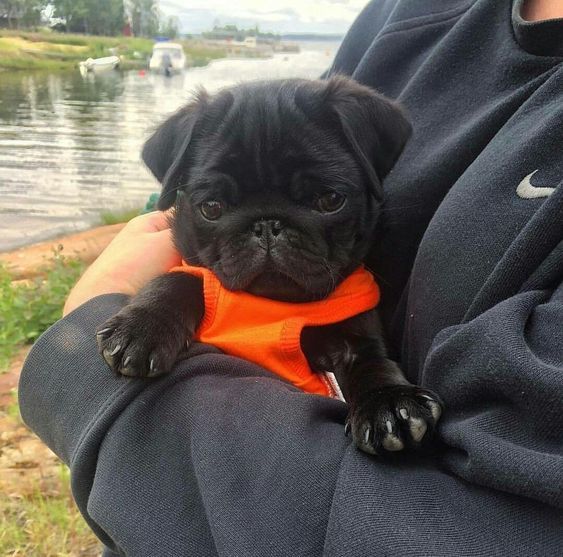 a person holding a small black dog wearing an orange vest on it's lap