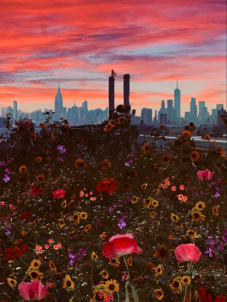 the sun is setting over a city skyline with flowers in foreground and tall buildings in the background