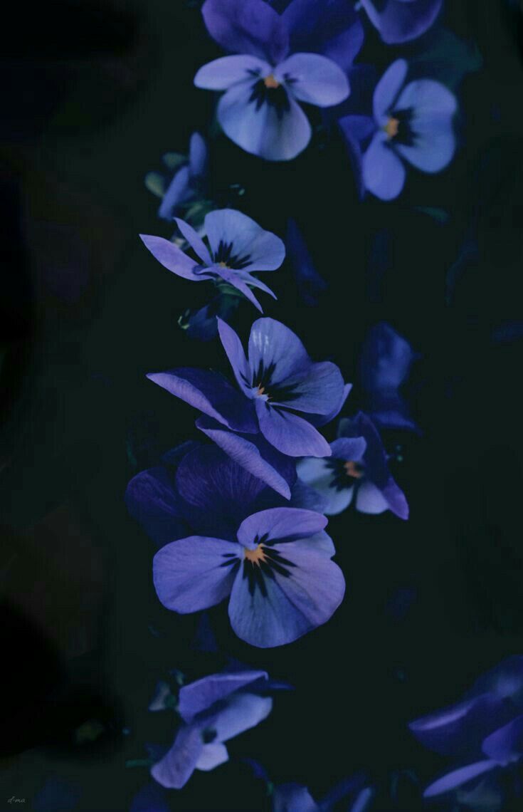 purple flowers are growing in the dark