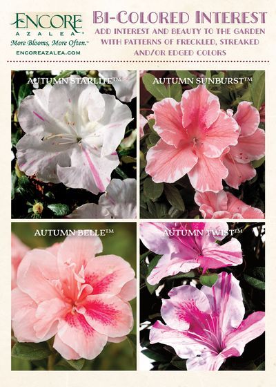 four different types of pink and white flowers