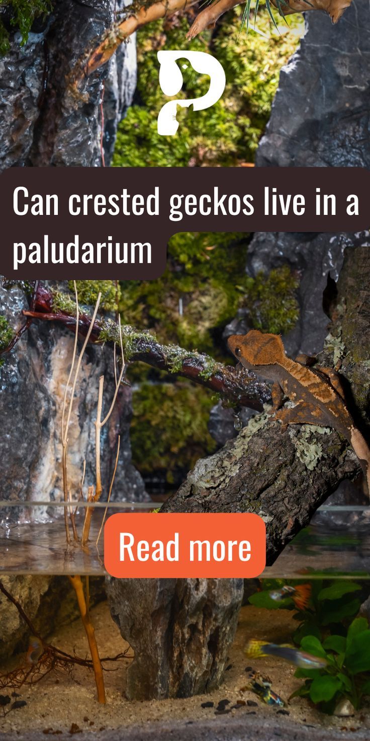 an image of a tree that is in the water with text reading can crested geckos live in a palladrum read more