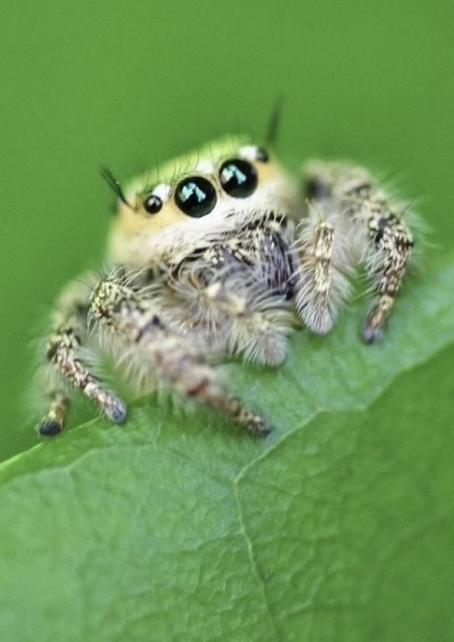 a close up of a spider on a leaf with eyes wide open and one eye partially closed