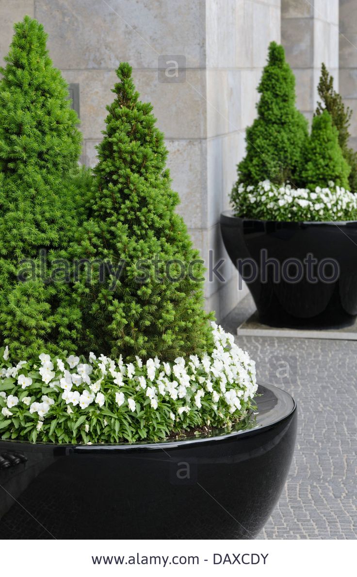 three large black planters with white flowers and green trees in them - stock photo