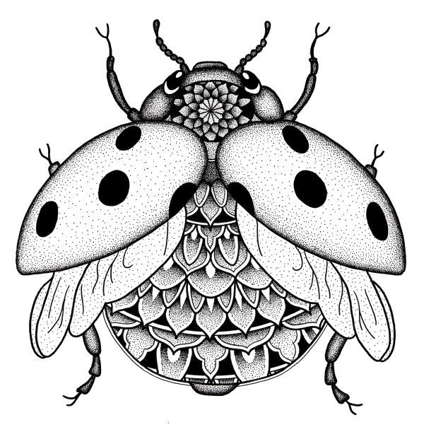 a black and white drawing of a ladybug on the back of a bug